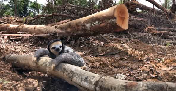 Een drievingerige luiaard klampt zich vast aan een gekapte boom in het regenwoud