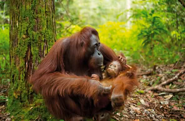 Orang-oetan met baby