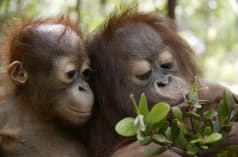 Twee orang-oetan-jongen spelen met een tak