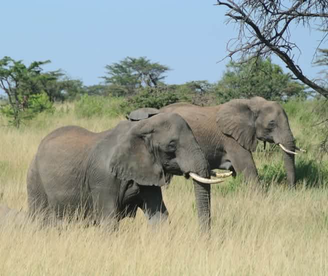 Kudde olifanten in de Serengeti