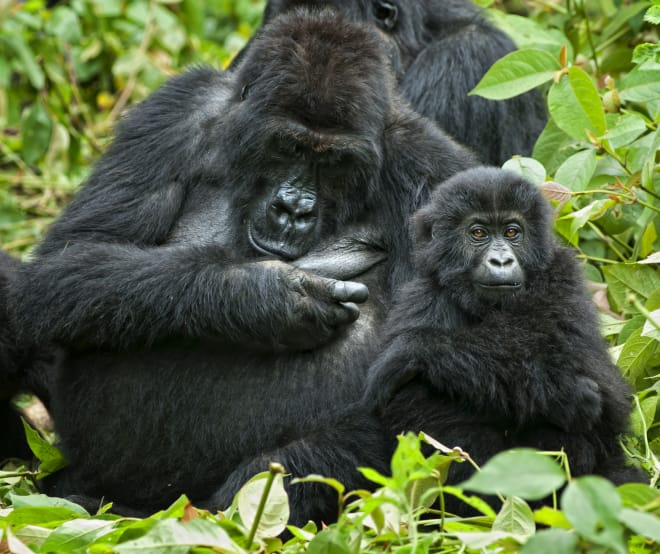 Gorilla met jongen