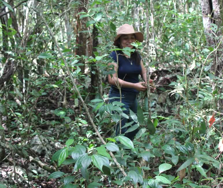 Er groeit dicht regenwoud op de percelen die de vrouwen-coöperatie Túumben K'óoben wil kopen en behouden. In het regenwoud van Yucatán