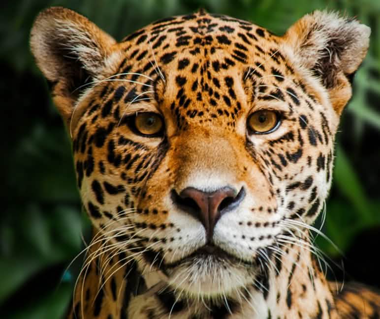 De Selva Maya is het thuis van de jaguar. Om te kunnen overleven heeft hij intact regenwoud nodig. Jaguar in Indio Maíz Reserva Biologica, Nicaragua
