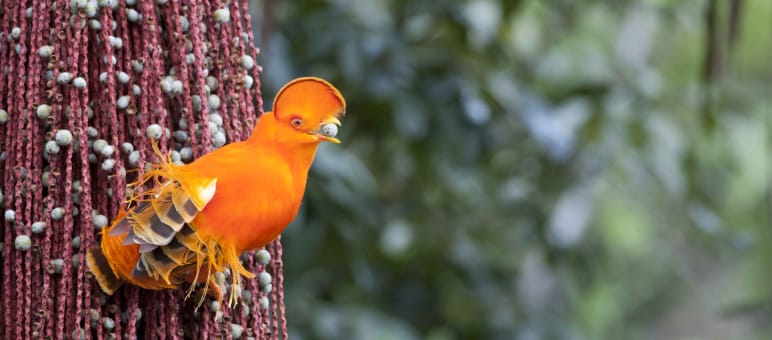 De prachtige oranje rotshaan (Rupicola rupicola) is één van de talrijke diersoorten in Frans-Guyana Oranje rotshaan