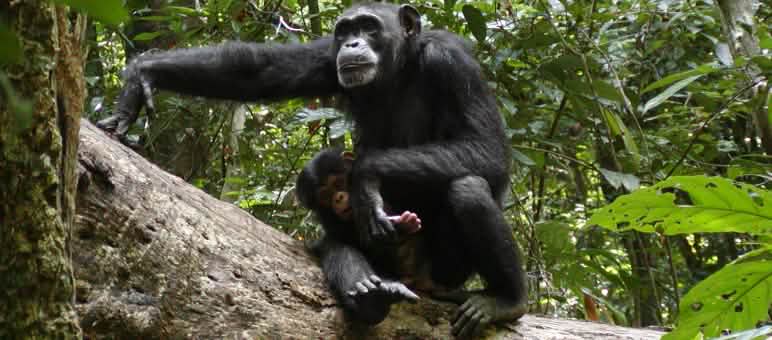 Het leefgebied van chimpansees verdwijnt – vandaar dat beschermde gebieden belangrijk zijn Chimpansee in het Nationaal Park