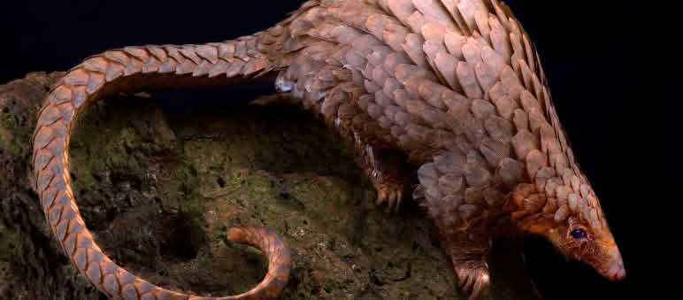 Afrikaans boomschubdier (Phataginus tricuspis) Boomschubdier