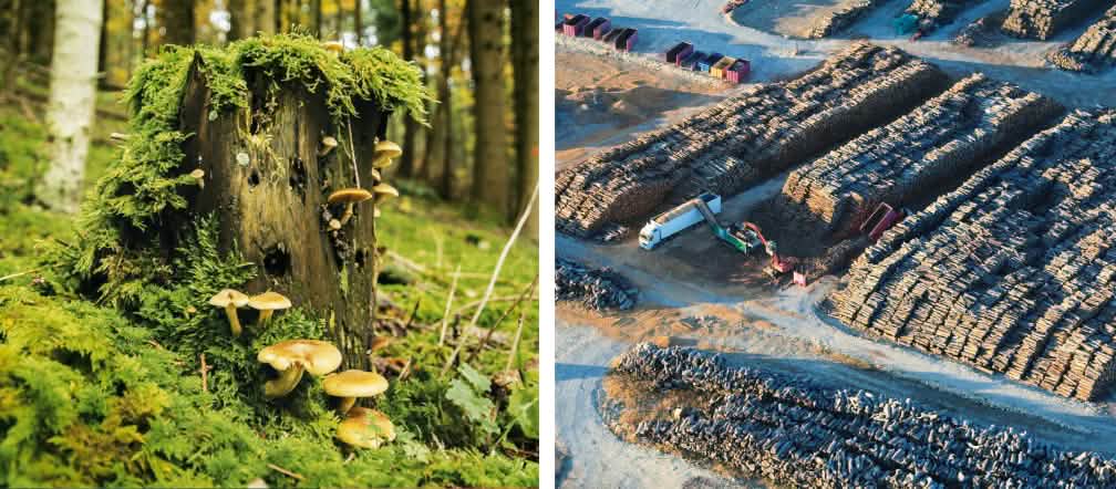 Collage van dood hout en een opslaglocatie van houtsnippers Dood hout leeft! Afgestorven bomen zijn een belangrijke habitat voor honderden soorten
