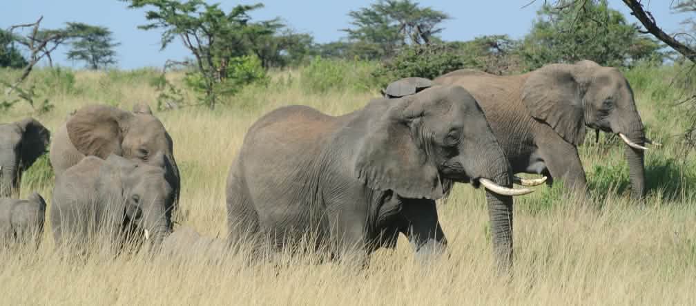 De bescherming van de natuur mag niet worden gekocht met mensenrechtenschendingen Kudde olifanten in de Serengeti