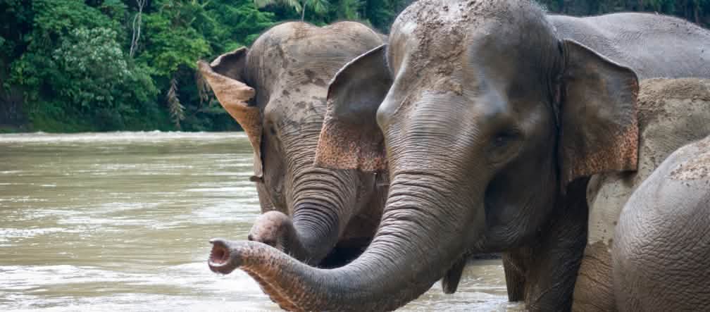 Het leefmilieu van dieren wordt verwoest om papier, karton en cellulose te kunnen produceren Sumatraanse olifanten baden in een rivier