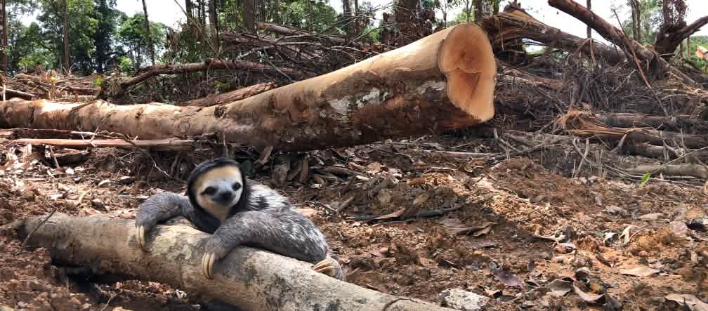 Houtkap in Frans-Guyana: Het leefmilieu van de drievingerige luiaard (Bradypus tridactylus) wordt tot biomassa gemaakt voor een krachtcentrale Een drievingerige luiaard klampt zich vast aan een gekapte boom in het regenwoud