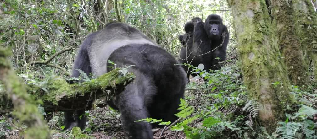 Er leven veel gorilla’s in beschermde gebieden Oostelijke laaglandgorilla’s met tweelingen in het Kahuzi-Biega National Park