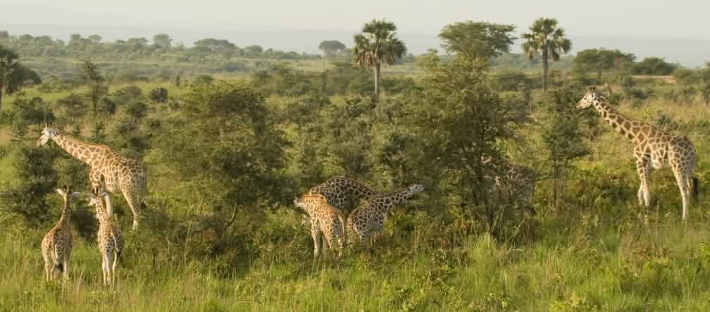 De savanne van nationaal park Murchison Falls biedt een habitat voor een verscheidenheid aan dieren Giraffen in het nationaal park Murchison Falls, Uganda