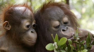 Twee orang-oetan-jongen spelen met een tak