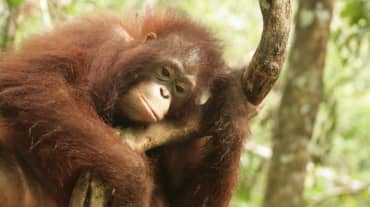 Orang-oetan in Centraal-Kalimantan, Borneo