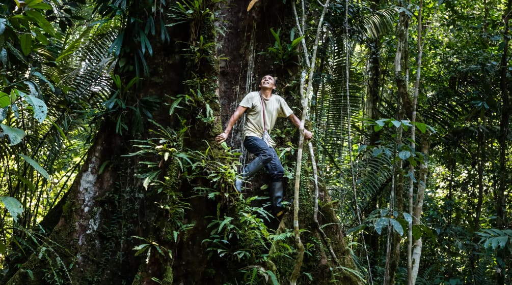 Francisco klimt op een boom in het regenwoud